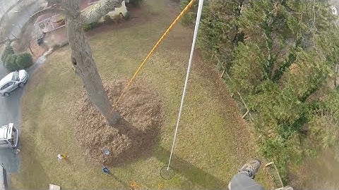 40 foot high custom tree swing installed by Piedmont Tree Climbing