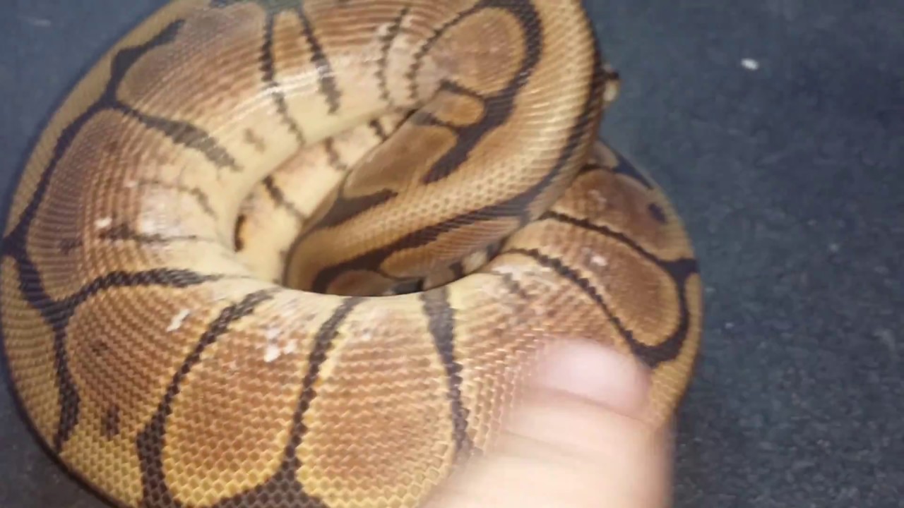 fireball proof Some Ball pythons and feeding & shout out