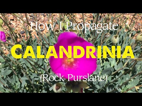 Video: Calendrinia