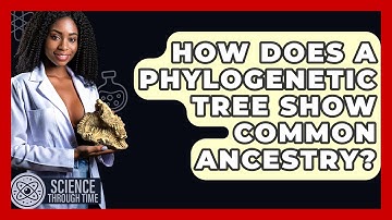 How Does A Phylogenetic Tree Show Common Ancestry? - Science Through Time