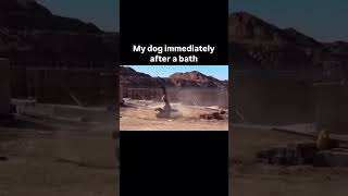 My dog immediately after a bath