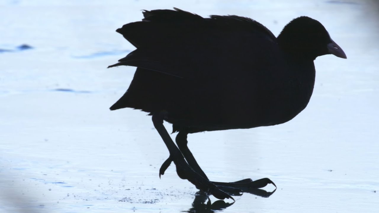 Wild Yellow River Series | Episode 9: Common coot