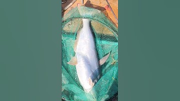 Câu cá cồn ấu may mắn dính hugo