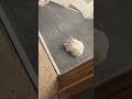 Look At The Kittens So Adorable😻🐈! #shorts #cat #adorable #youtubeshorts #youtubeviralshorts