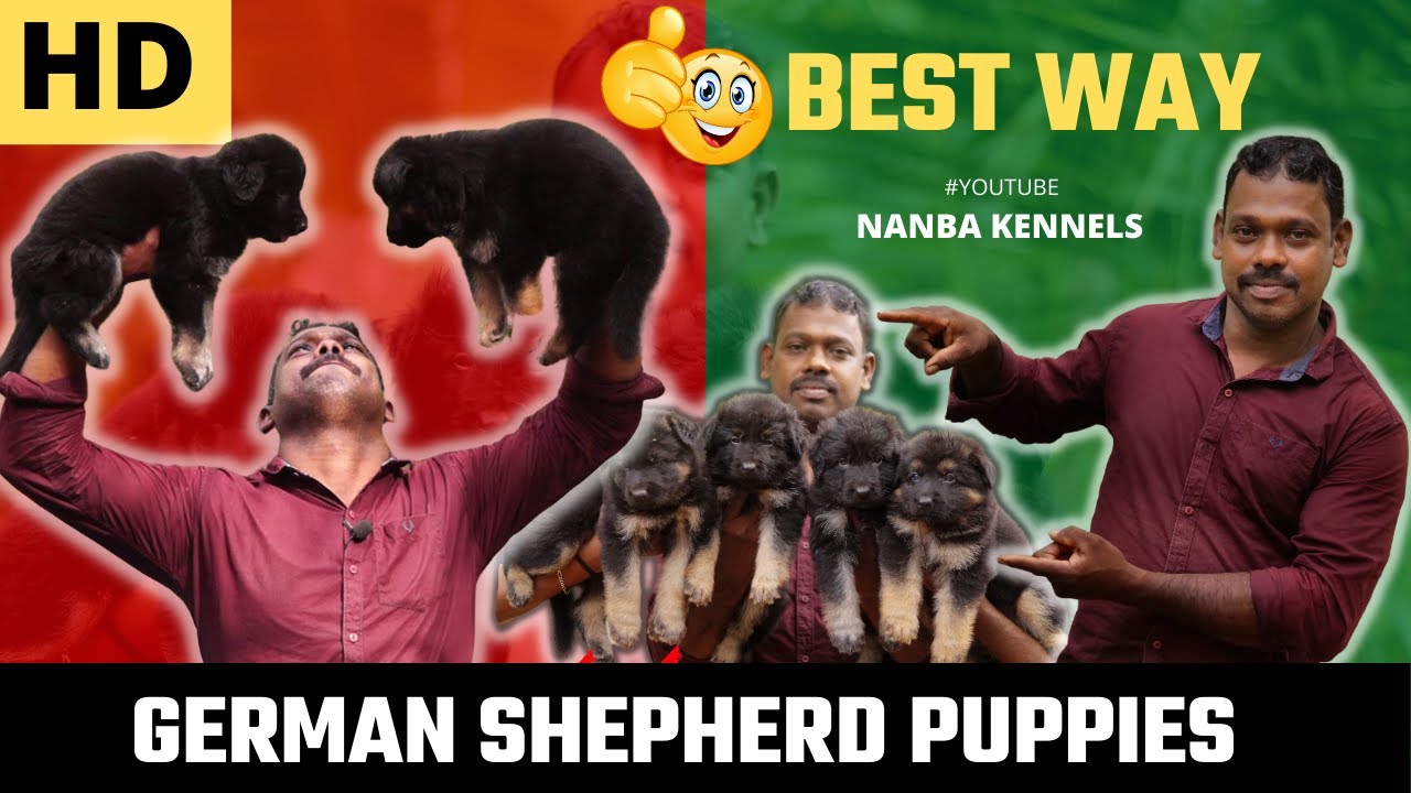 How to Select German Shepherd Puppy | Tamil | Cross Raj - NANBA KENNELS