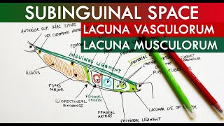 The Subinguinal Space - Lacuna Vasorum &amp; Lacuna Musculorum | Anatomy Tutorial