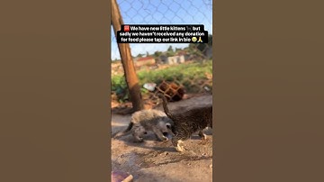 We have new little kittens but sadly we haven