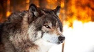 картинка: Альпийские волки: Как им удается выжить в суровых условиях гор?