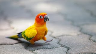 Попугай отжигает/Funny parrot