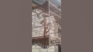 King of merbah lekir