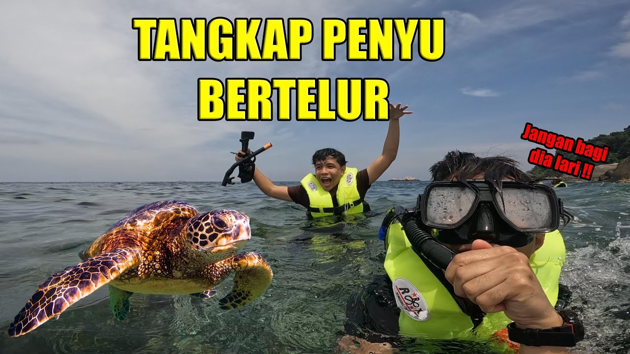 TANGKAP PENYU DI PULAU TIOMAN !