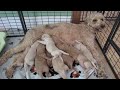 Gingie and her F1B goldendoodle puppies