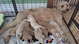 Gingie and her F1B goldendoodle puppies
