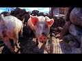 Cerdos en realidad virtual | Episodio #15