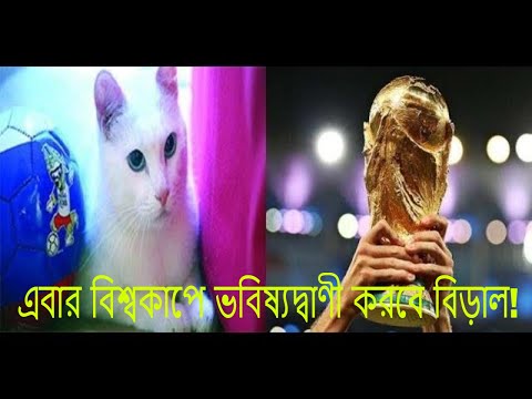 ভিডিও: অ্যাকিলিস বিড়াল বিশ্বকাপ পূর্বাভাসের জন্য প্রস্তুতি নিচ্ছে