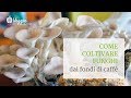 Come coltivare funghi dai fondi di caffè - Funghi Espresso