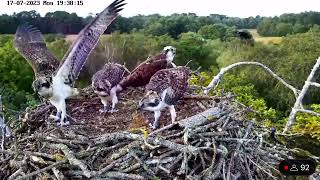 Almost the first fledge of 2023! 17/07/23 by birdsofpooleharbour 3,170 views 10 months ago 46 seconds