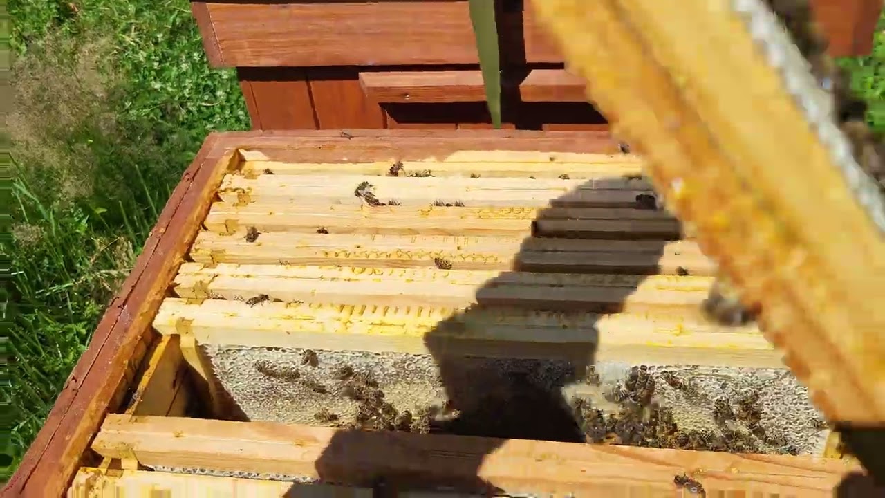 Przegląd Rodzin Pszczelich Pasieka w Czerwcu UL DADANT