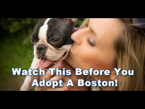 How Much Does It Cost To Adopt From A Boston Terrier Rescue?