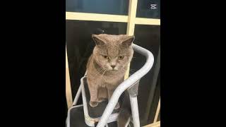 RichiCat#CuteCat#CatLife#KittyLove#CatVideo#CatLover#FunnyCat#PetLife