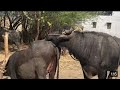 Beautiful Buffalo Mating Beautiful Buffalo Mating