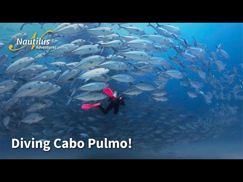 Cabo Pulmo: The Ultimate Warm-Up Dive on Baja’s Healthiest Reefs