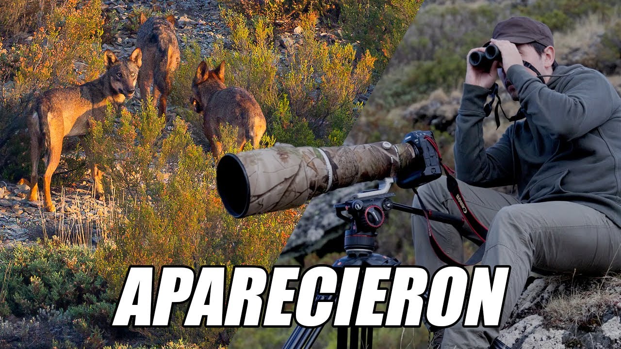 8 días buscando LOBOS - Esto fue lo que pasó