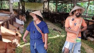 เลี้ยงวัวขุน เทคนิคการทำคอกวัวและการให้อาหาร จากหนุ่มโรงงาน กลับบ้านมาทำฟาร์มวัวขุน 2ปี พอมีพอใช้