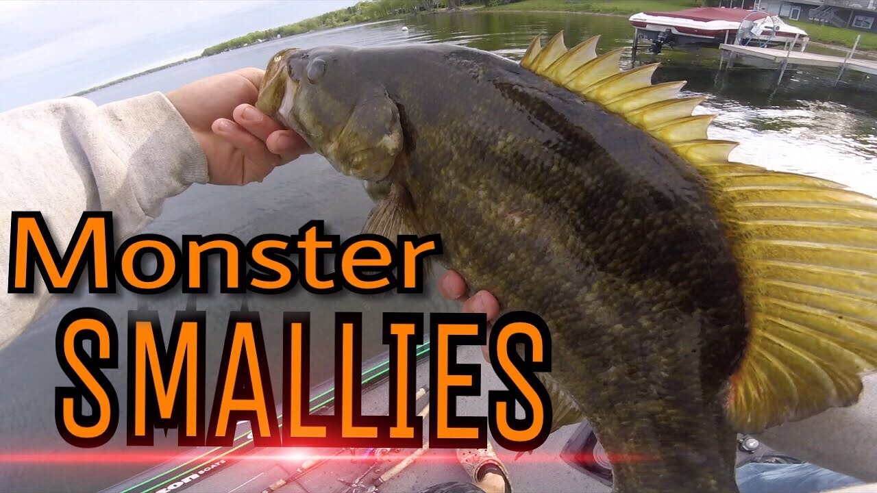 GIANT SMALLMOUTH- Chautauqua Lake 