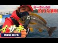 【イサキ釣り】『イサキの釣り方講座』今が旬!!良型イサキ連発!!春の風物詩イサキを釣る【早川丸】【千葉県館山市洲崎】