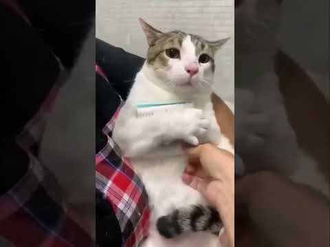 Funny Cats Video 😀 Compilation 😀  Part 25 #shorts #cats