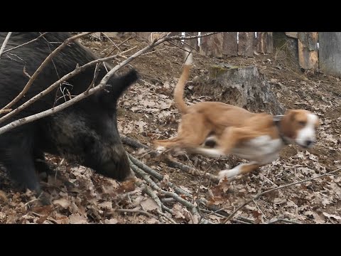Lovački psi polažu ispit urođenih osobina