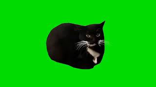 Кот Максвелл/Дингус флексит на зеленом фоне