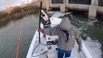 Redfish Drag Screamers ON LIVE SHRIMP Freeport, TX