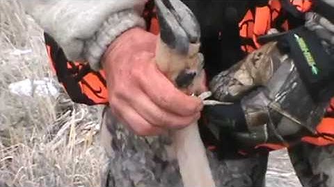 (1) person dragging doe with Double D