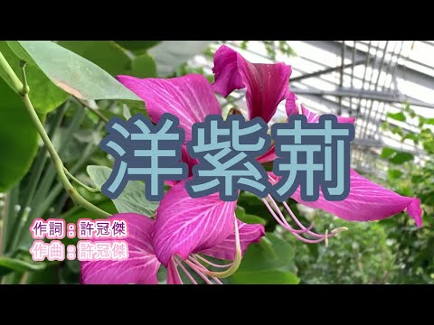 許冠傑 - 洋紫荆 (永恆金曲卡拉OK) Karaoke Hit