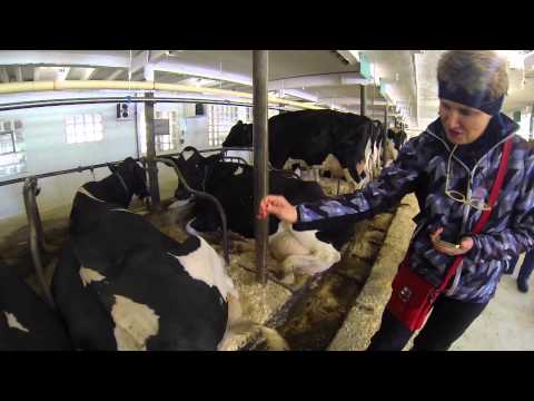 Video: Apie Pašėlusių Karvių Ligą Kaip Susirgti Beprotiška Karvės Liga