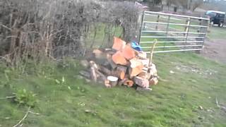 Peg The Patterdale Putting Presure On A Rabbit