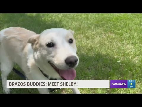 Video: Adoptable Dog Of The Week - Suiker