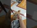 Durian, potato chips, delicious? #funny #cat #cute #maine #funnycats
