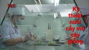 Kỹ thuật nuôi cấy mô cây giống