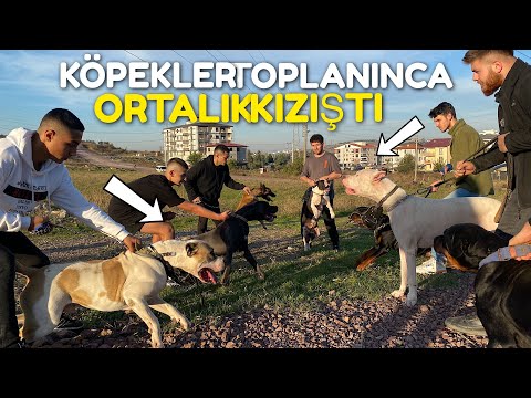 10 KÖPEK TOPLANINCA ORTALIK KIZIŞTI!! ( Cane Corso , Dogo Argentino , Pitbull , Kangal Rottweiler )