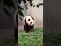 Capture de la vidéo Little Girl Falls Into Panda Enclosure—Terrifying Moment! #Shortsfeed #Animals #Panda #Shorts