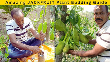 Het enten van ongelooflijke JACKFRUIT-planten: een complete gids - Hoe jackfruitplanten te enten ...