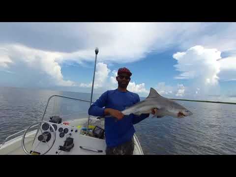 shark-fishing-with-live-mullet-in-lake-pontchartrain