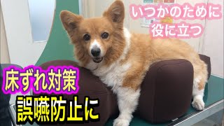 【老犬介護】いつかの為に役立つアイテム、高齢犬の後肢のふらつき、床ずれや誤嚥防止に。