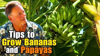 Papayas and Bananas in Your Own California Backyard | Easy Growing Tips for Successful Harvests