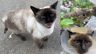 Trying to save a poor Siamese cat that was abandoned after its tail rotted.