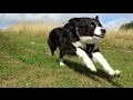 So What Makes a Border Collie ?