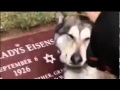 Perro llorando en la tumba de su dueño